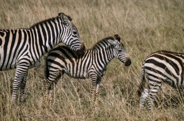Kenya, nairobi Milli Parkı, zebralar grubu