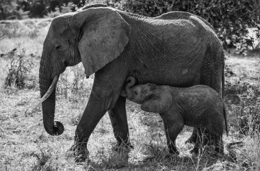 Kenya, nakuru Milli Parkı, bebeği ile dişi fil
