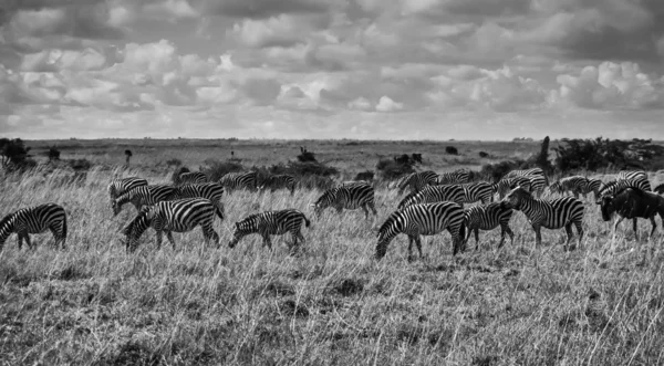 Kenia, Nairobi-Nationalpark, Zebragruppe — Stockfoto