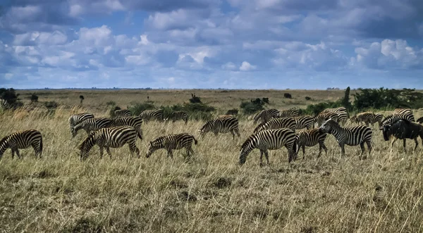 Kenii, nairobi national park, Grupa zebry — Zdjęcie stockowe