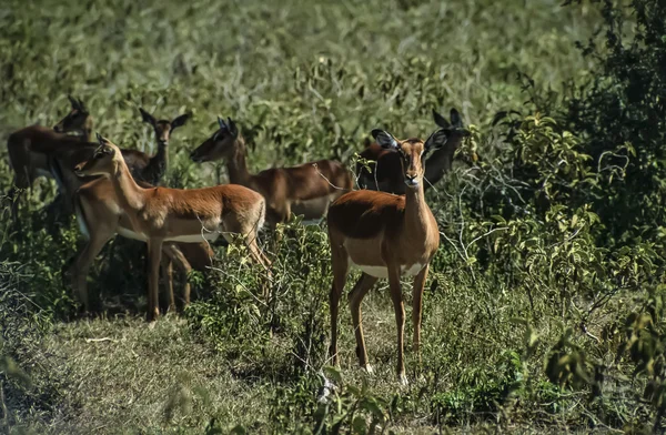Keňa, nakuru národní park, impala gazely — Stock fotografie