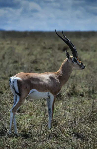 Kenia, park narodowy nakuru, męski gazelle impala — Zdjęcie stockowe