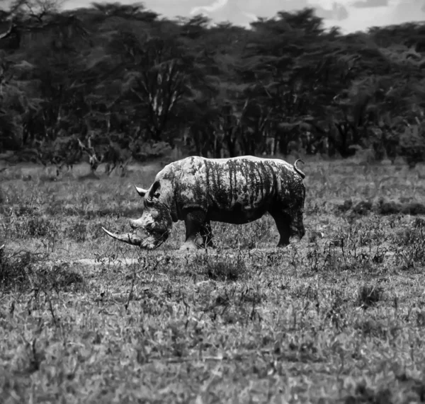 Keňa, nakuru národní park, nosorožec černý — Stock fotografie