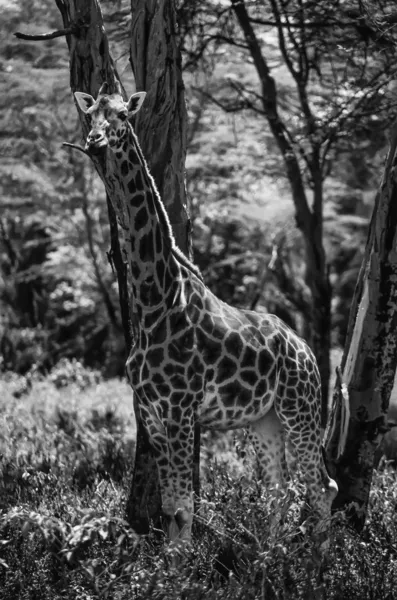 Kenya, Parco nazionale di Nakuru, giraffa — Foto Stock
