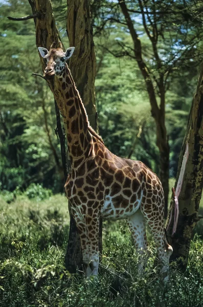 Kenya, Nakuru National Park, giraffe — Stock Photo, Image