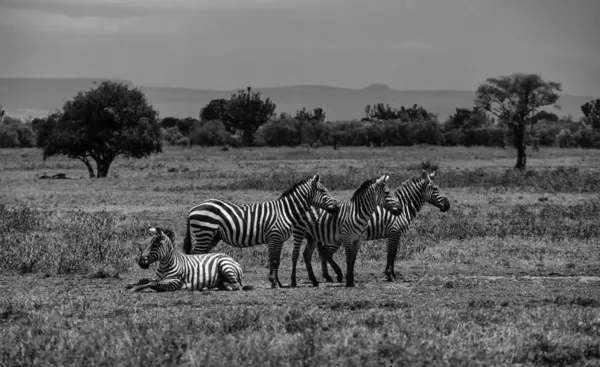 Kenya, Parco nazionale di Nairobi, gruppo zebre — Foto Stock