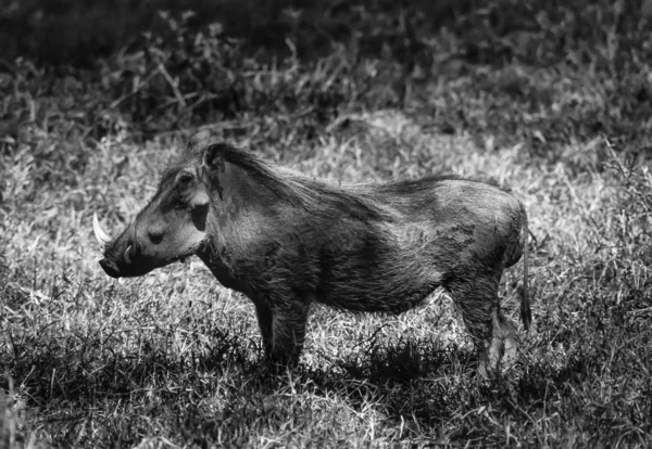 Kenya, Nakuru National Park, warthog — Stock Photo, Image