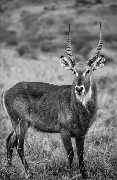 Kenya, Nakuru National Park, Thompson gazelle — Stock Photo, Image