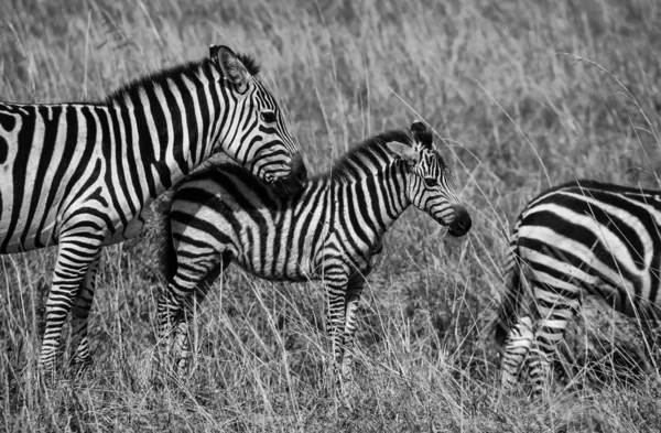 ケニア、ナイロビ国立公園、シマウマのグループ — ストック写真