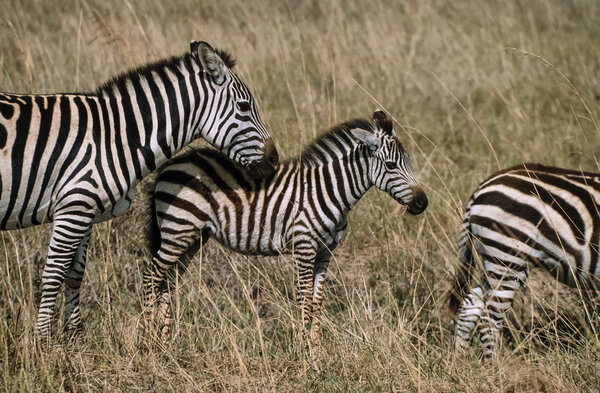 Kenya, Nairobi National Park, zebras group (FILM SCAN)