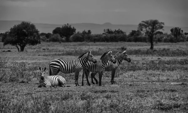 肯尼亚，内罗毕国家公园、 斑马组 — 图库照片