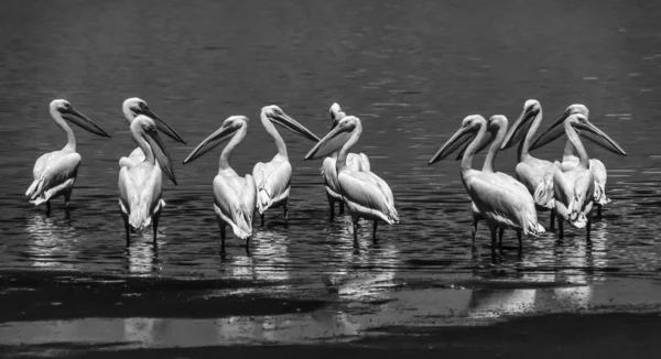 Kenia, jezioro nakuru (park narodowy nakuru), pelikany — Zdjęcie stockowe