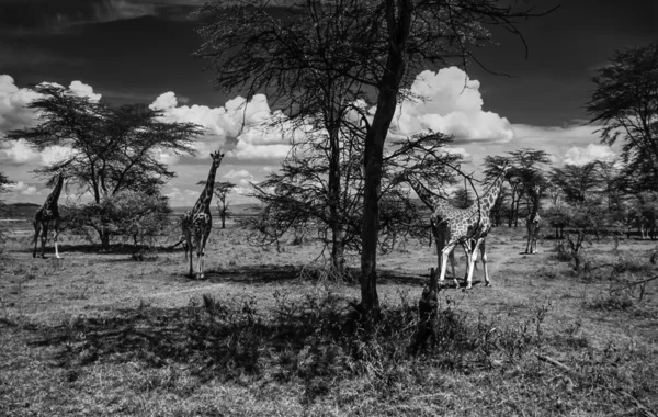 Kenia, lake nakuru (nakuru nationaal park), panoramisch uitzicht op het park en een groep van giraffen — Zdjęcie stockowe