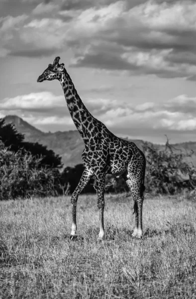 肯尼亚纳库鲁国家公园、 长颈鹿 — 图库照片