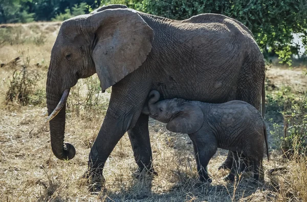 Kenia, Parque Nacional Nakuru, elefante hembra con su bebé — Foto de Stock