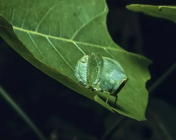 Kenya, Malindi, cricket africain sur une feuille — Photo