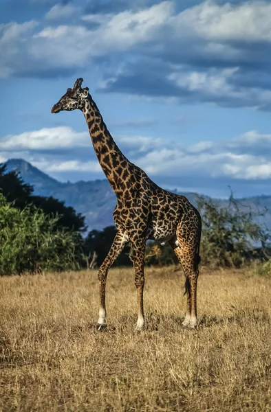 Kenya, Nakuru National Park, giraffe — Stock Photo, Image