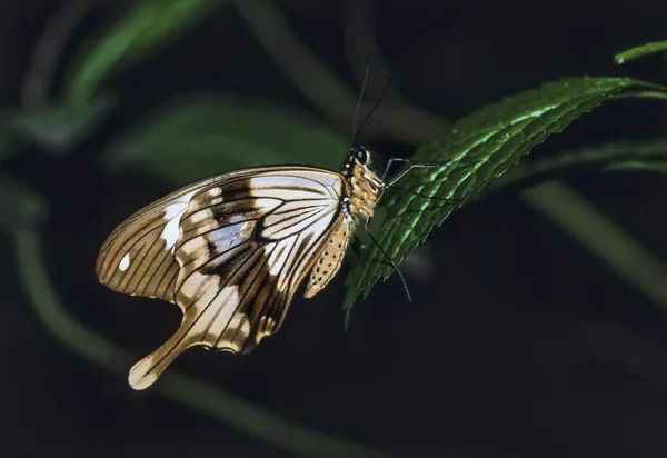 Kenya, Malindi, tropical butterfly on a leaf — Stock Photo, Image