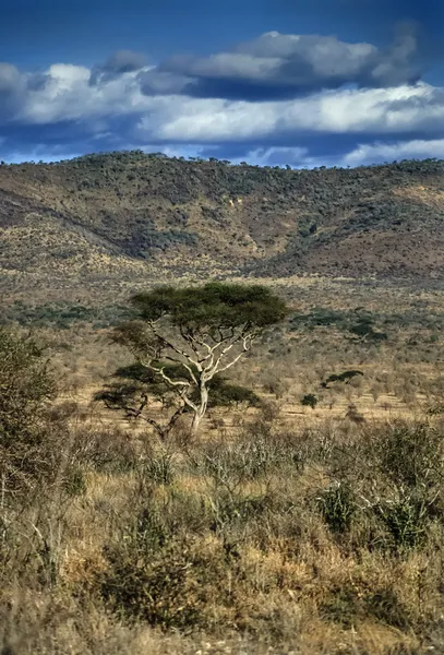 Kenya, Parc national des collines Taita, vue panoramique sur le parc — Photo