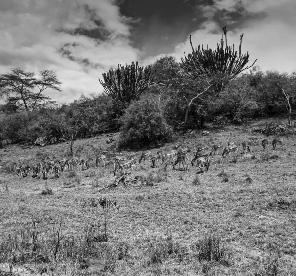 Keňa, nakuru národní park, impala gazely — ストック写真