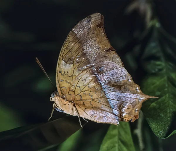 Kenya, Malindi, tropical butterfly on a leaf — Stock Photo, Image