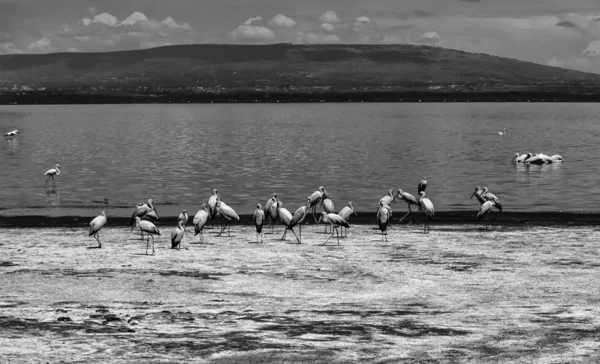 Kenia, jezioro nakuru (park narodowy nakuru), ptaki Afryki — Zdjęcie stockowe