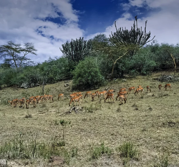 Keňa, nakuru národní park, impala gazely — ストック写真