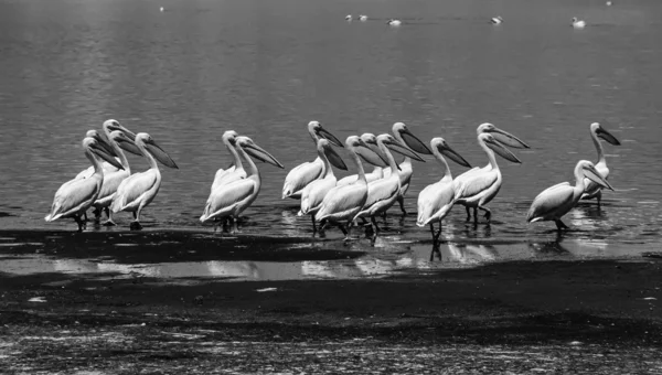 Kenia, jezioro nakuru (park narodowy nakuru), pelikany — Zdjęcie stockowe