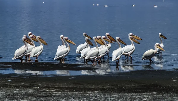 Kenya, Nakuru Lake (Nakuru National Park), pelicans — Stock Photo, Image