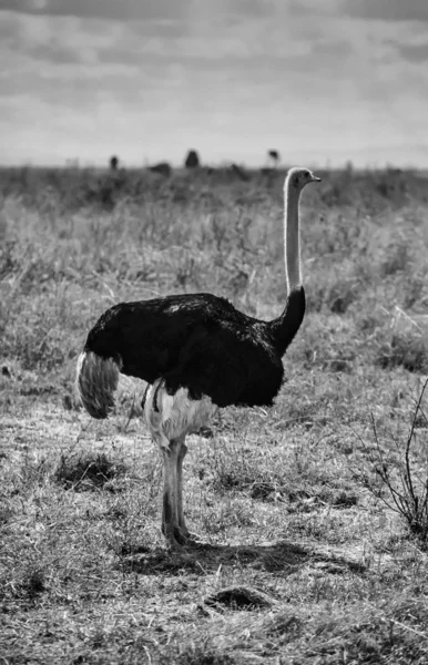 Kenia, Nairobi-Nationalpark, Strauß — Stockfoto