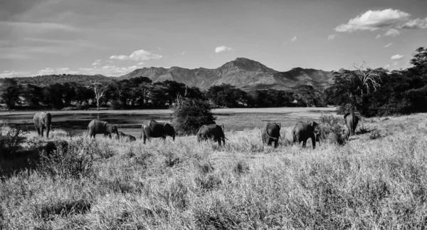 Kenia, Parque Nacional Taita Hills, elefantes africanos salvajes — Foto de Stock