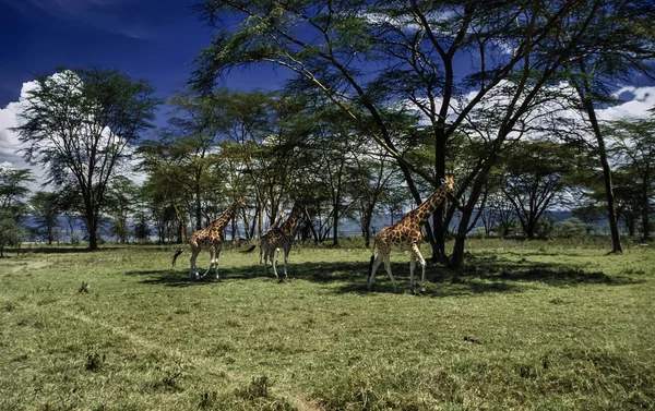 Kenya, Nakuru Nationalpark, giraffer - Stock-foto