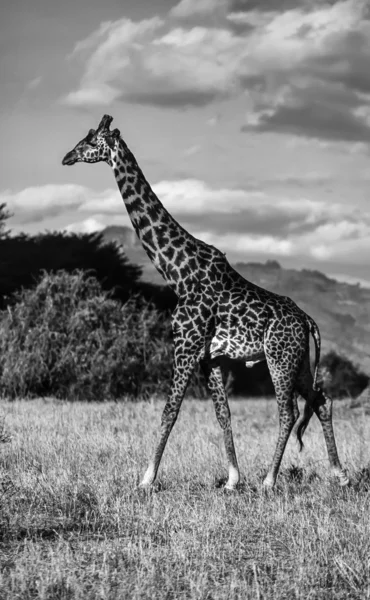 肯尼亚纳库鲁国家公园、 长颈鹿 — 图库照片