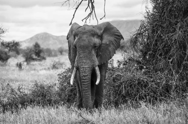 Кения, национальный парк Taita Hills, дикий африканский слон — стоковое фото