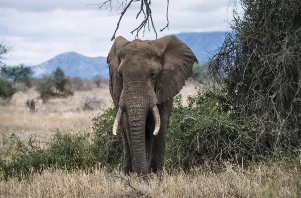 Kenya, Taita Hills National Park, wild african elephant — Stock Photo, Image