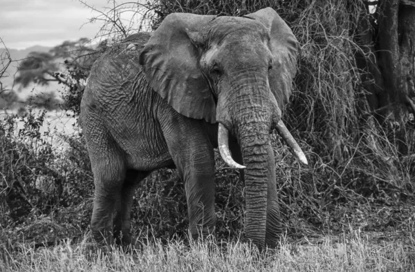 Кения, национальный парк Taita Hills, дикий африканский слон — стоковое фото