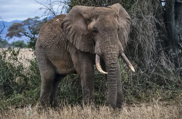 Kenya, Taita Hills National Park, wild african elephant — Stock Photo, Image