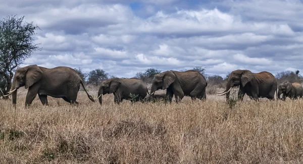 Kenia, Taita-Hügel Nationalpark, wilder afrikanischer Elefant — Stockfoto