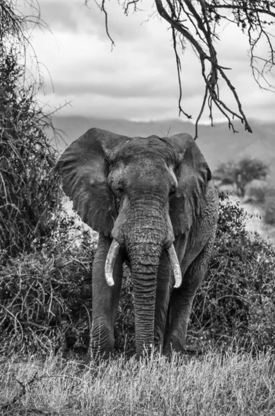 Kenia, Taita-Hügel Nationalpark, wilder afrikanischer Elefant — Stockfoto