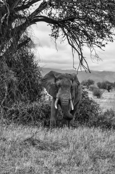 Kenya, Taita Hills National Park, wild african elephant — Stock Photo, Image