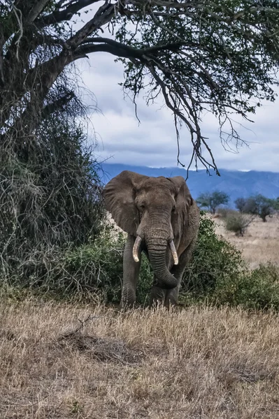 Kenya, Taita Hills National Park, wild african elephant — Stock Photo, Image
