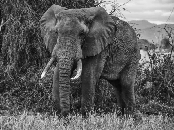 Kenia, Taita-Hügel Nationalpark, wilder afrikanischer Elefant — Stockfoto