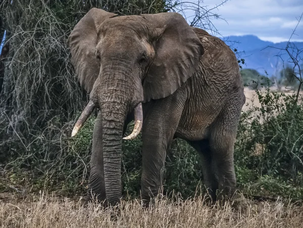 Kenya, parc national des collines de Taita, éléphant d'Afrique sauvage — Photo