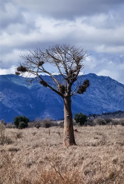 Kenia, park narodowy nakuru, drzewie baobabu — Zdjęcie stockowe