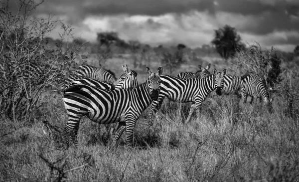 ケニア、ナイロビ国立公園、シマウマのグループ — ストック写真