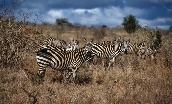 Kenia, Parque Nacional de Nairobi, grupo de cebras — Foto de Stock