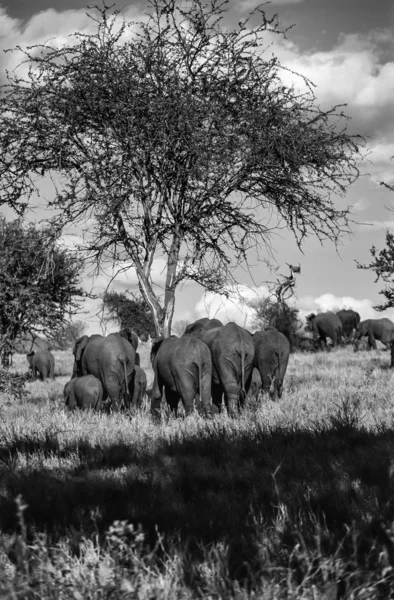 Kenia, taita hills park narodowy, dzikie słonie afrykańskie — Zdjęcie stockowe