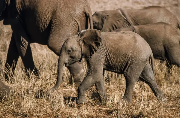 Кения, Национальный парк Таита Хиллс, дикие африканские слоны — стоковое фото