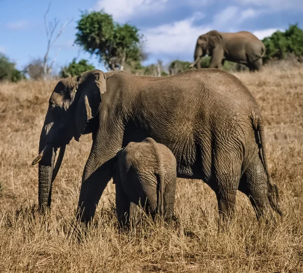 Kenya, Taita Hills National Park, wild african elephants — Stock Photo, Image