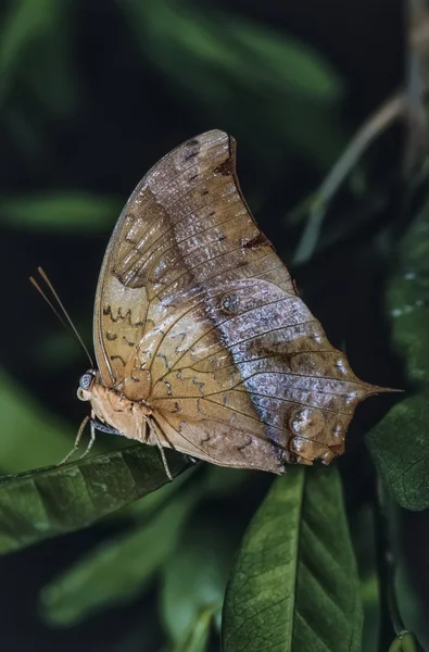 Keňa, malindi, tropický motýl na list — Stock fotografie